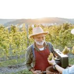 What Is the Best Winery Tour in Niagara?